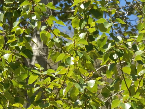 photo of Poplars, Cottonwoods, And Aspens (Populus)