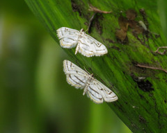 Parapoynx badiusalis