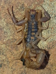 Uroplectes triangulifer