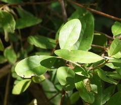 Correa lawrenceana
