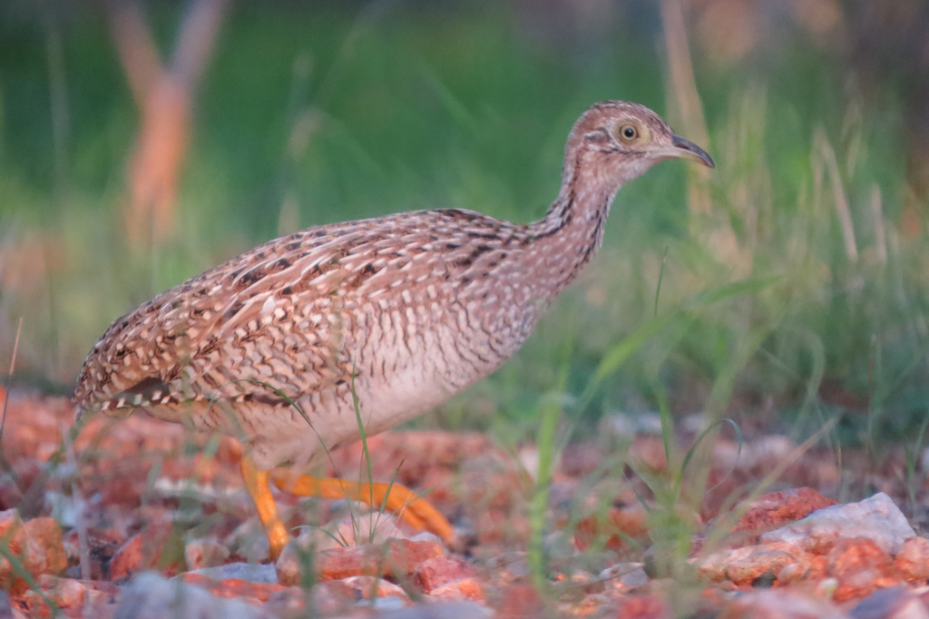 White-bellied Nothura photo