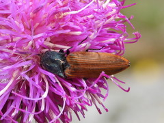 Ctenicera virens