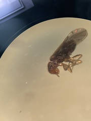 Ectopsocopsis cryptomeriae