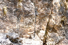 Ecchlorolestes peringueyi