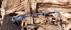 Argia vivida