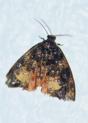 Image of Mictopsichia hubneriana