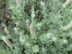 Dalea obovata