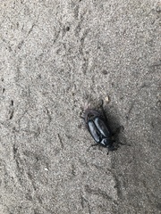 Osmoderma subplanata