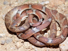 Imantodes gemmistratus