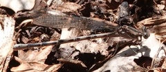 Argia vivida