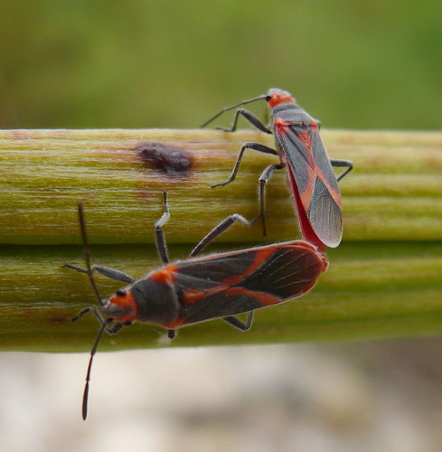 Oleander seedbug photo 6
