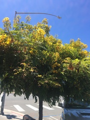 Erythrostemon mexicanus