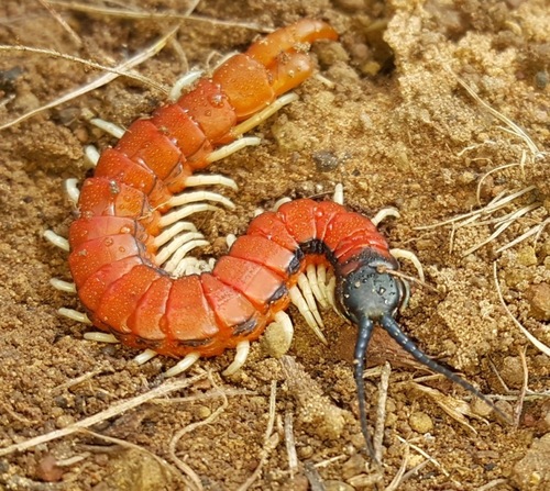 Imagen de señales de infestación de ciempiés