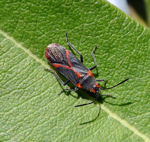 Oleander seedbug photo 5