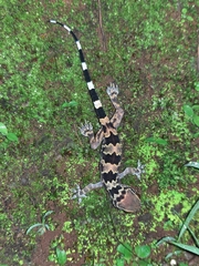 Hemidactylus maculatus