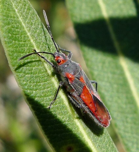 Oleander seedbug photo 4
