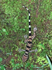 Hemidactylus maculatus