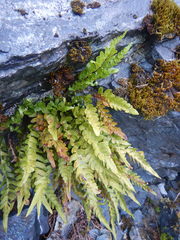 Polypodium amorphum