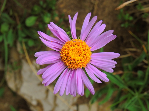 Alpine Aster