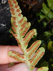 Polypodium amorphum