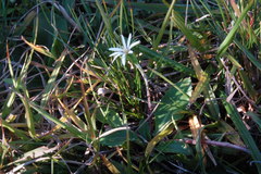 Chaptalia piloselloides