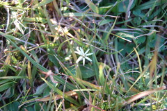 Chaptalia piloselloides