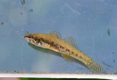 Etheostoma microperca