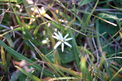 Chaptalia piloselloides