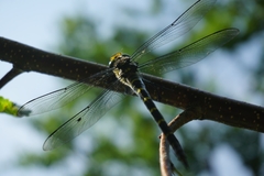 Cordulegaster boltonii