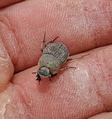 Epirinus flagellatus