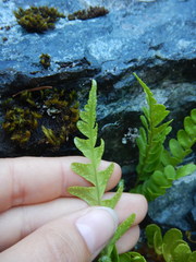 Polypodium amorphum