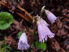 Soldanella pusilla