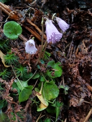 Soldanella pusilla