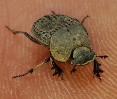 Epirinus flagellatus