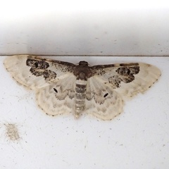 Idaea rusticata