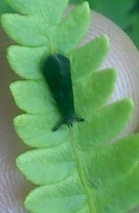 Mystacides sepulchralis