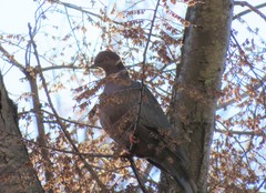 Patagioenas araucana