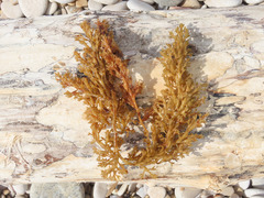 Cystoseira compressa