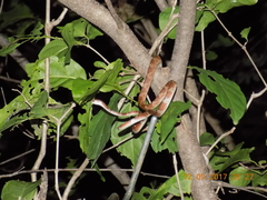 Imantodes gemmistratus