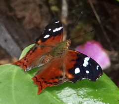 Hypanartia cinderella