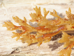 Cystoseira compressa
