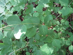 Lonicera reticulata