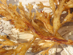 Cystoseira compressa