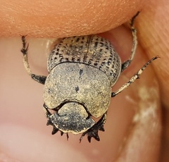 Epirinus flagellatus