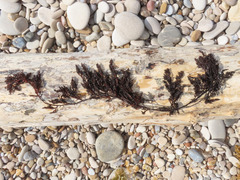 Cystoseira compressa