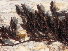 Cystoseira compressa