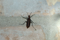 Pyrota tenuicostatis