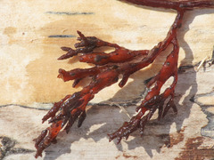 Cystoseira compressa