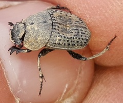 Epirinus flagellatus