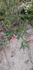 Indigofera psoraloides